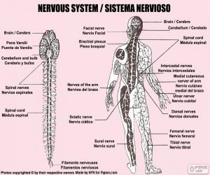 Puzzle Νευρικό σύστημα